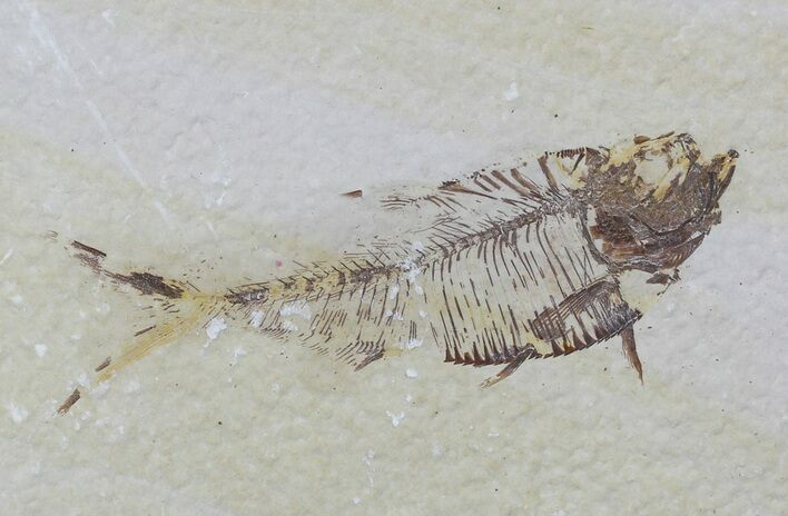 Bargain, Diplomystus Fossil Fish - Wyoming #58615